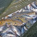 На больших рыболовецких судах на Чудском озере установят GPS