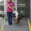 ФОТО | Искалеченная в страшном ДТП собака сделала первые шаги