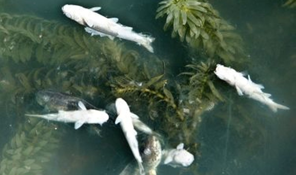 Surnud kalad Umia jões
