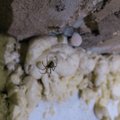 Eestimaa Loomakaitse Liit leidis Tallinnast haruldase ämblikukoloonia