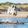 Ujumise põhitõed | kuidas koeraga ohutult veekogu külastada?