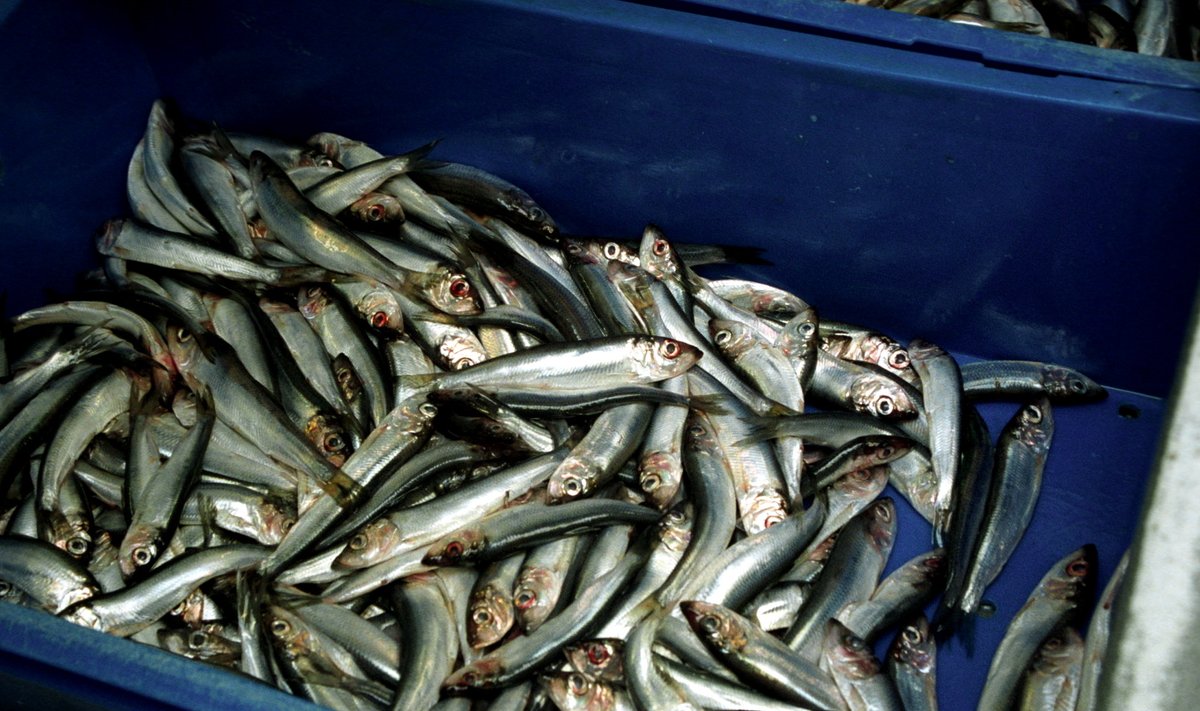 Kas Läänemere kala on mürgine?