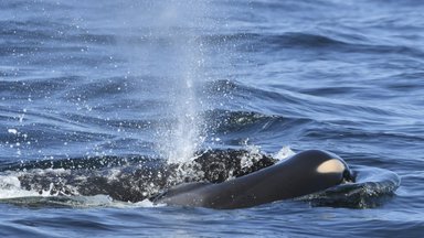 Surnud poega nädalaid kaasas kandnud ja teadlastele muret tekitanud vaal tõi ilmale uue järeltulija