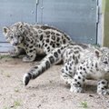 Tallinna loomaaia uhkus - lumeleopardid Mileedi ja Orlando