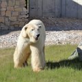 Ушел на радугу... В Таллиннском зоопарке усыпили белого медведя Норда