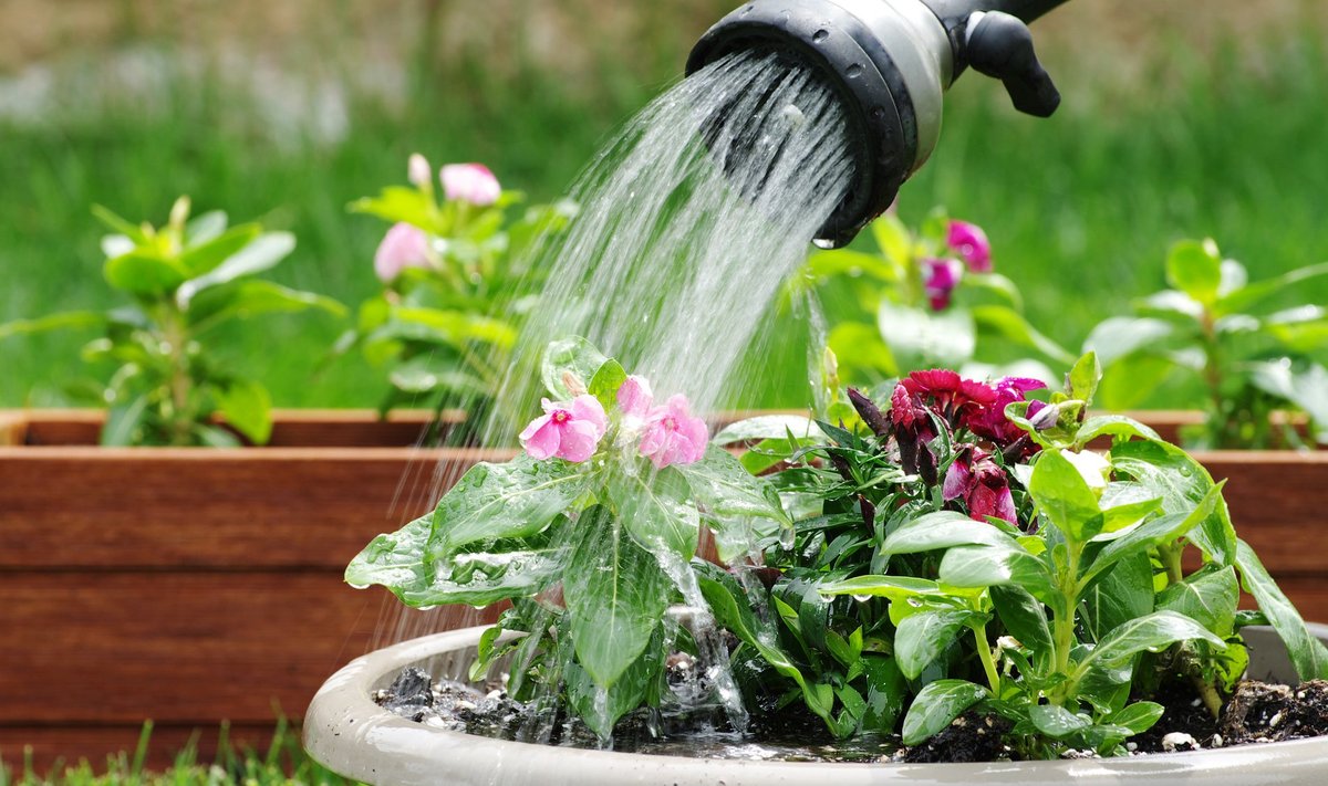 Pihustatud vesi rikastub õhuga ja on taimedele seetõttu kasulikum.