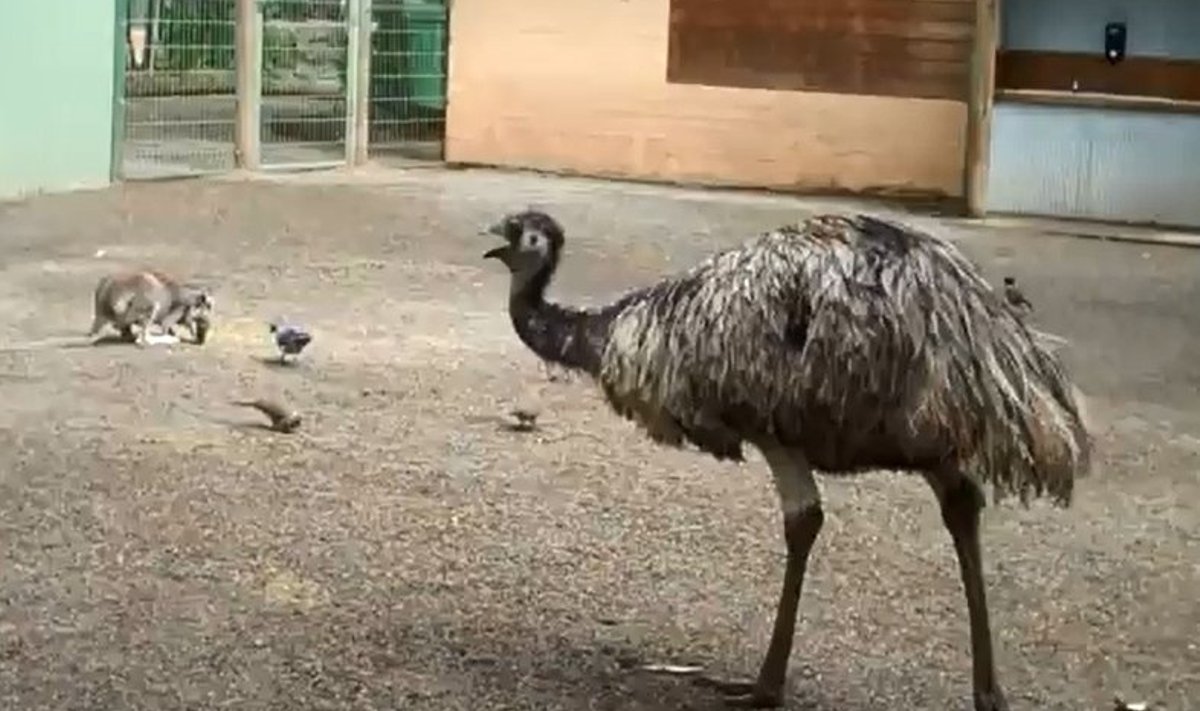 Emu, tuvid ja känguru Featherdale pargis