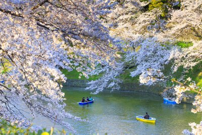 Japan, Kanto, Tokyo, Chiyoda-ku, Cherry blossom (sakura) in Chidorigafuchi Park