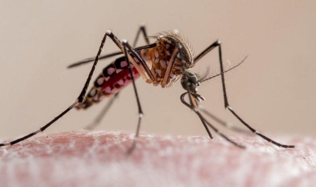 Комар вида Aedes aegypti является переносчиком не только малярии, но и желтой лихорядки, и лихорадки денге