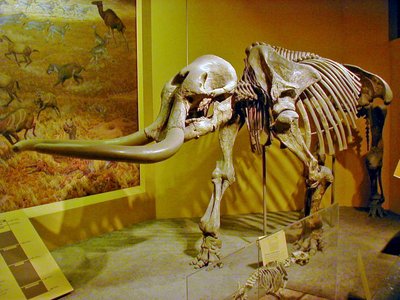 Stegomastodoni luustik Smithsoniani muuseumis.