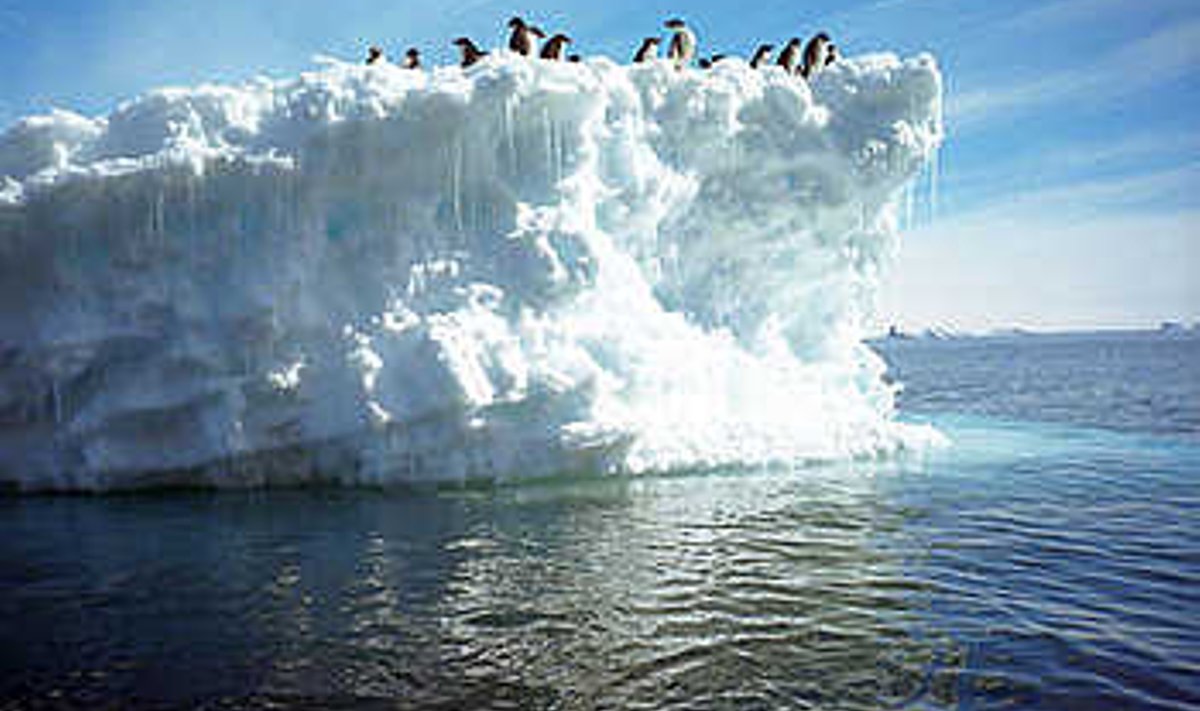 PIND KAOB PINGVIINIDE JALGE ALT: Teadlaste hinnangul piisab praegu inimese poolt atmosfääri paisatavatest kasvuhoonegaasidest temperatuuri tõusuks, mis sulatab kogu Lääne-Antarktika ja Gröönimaa jää paari sajandiga. ALL OVER PRESS BALTIC