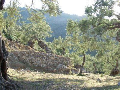 Oliivipuud Mallorcal. (Foto: Wikimedia Commons / WiDi)