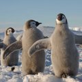 Eelajalooline pingviin oli rekordiliselt pikk