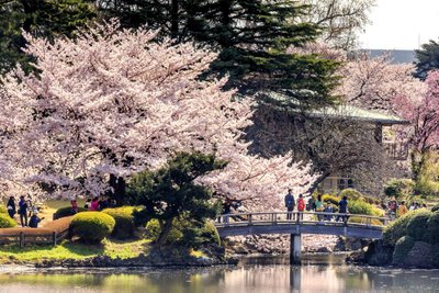 Japan, Kanto, Tokyo, Shinjuku, Cherry blossom (sakura) in Shinjuku Gyoen National Garden