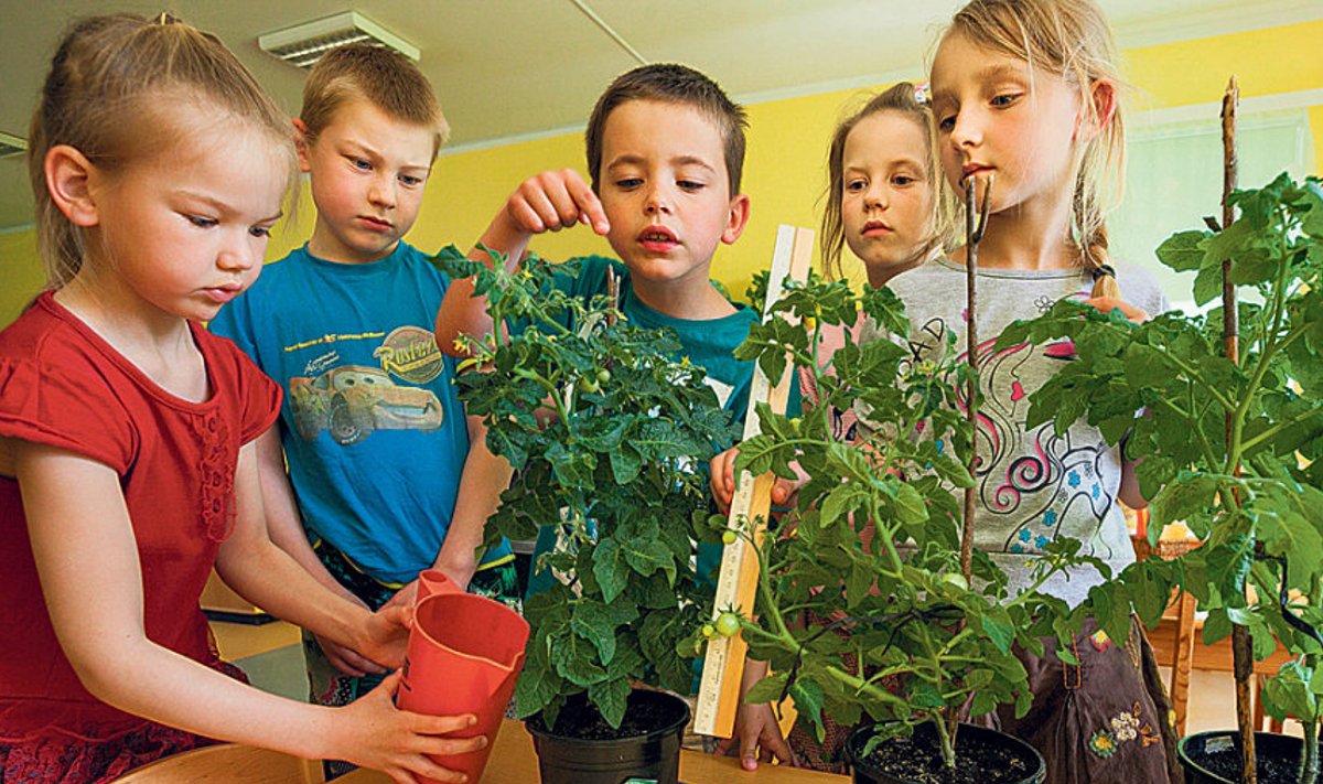 Tõrvandi lasteaia rüblikud Viktoria, Karl Roven, Robi, Laura ja Gritt uurivad, mitu tomatit taimedel juba küljes on.