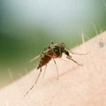 Почему в Европе растет заболеваемость малярией и лихорадкой денге? И как защитить себя в отпуске