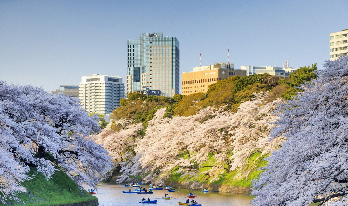 Japan, Kanto, Tokyo, Chiyoda-ku, Cherry blossom (sakura) in Chidorigafuchi Park
