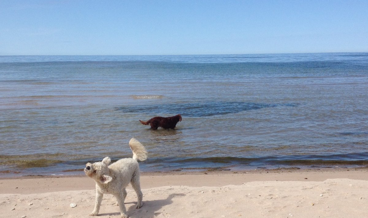 Koerad rannas