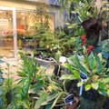 Ботанический сад приглашает на выставку комнатных растений и пальм