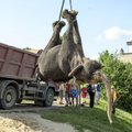 Ветеринарно-пищевой департамент не нашел подтверждения того, что со слоном Меди жестко обращались
