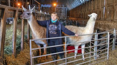 Lambakasvataja võttis laamad: seni ei ole me ühtki looma hundile kaotanud 