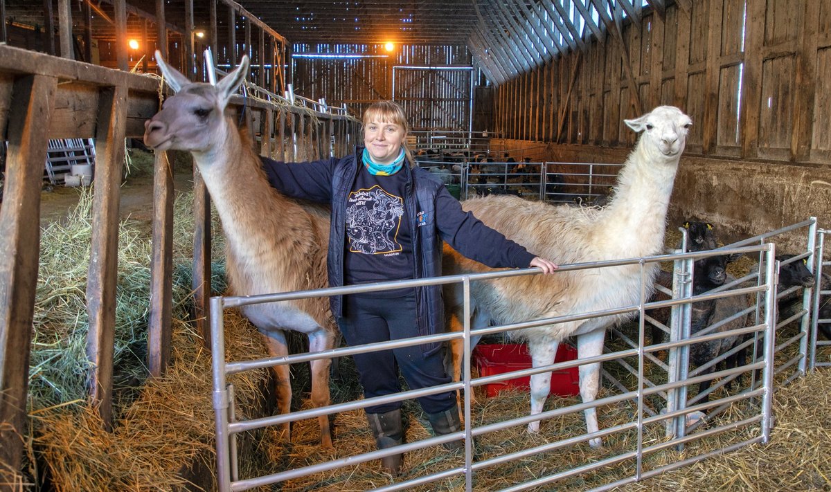 Mirjam Pikkmets julgeb hästi vaikselt unistada, et ühel ilusal päeval saab ta ehk ise mõne laamalapse üles kasvatada.