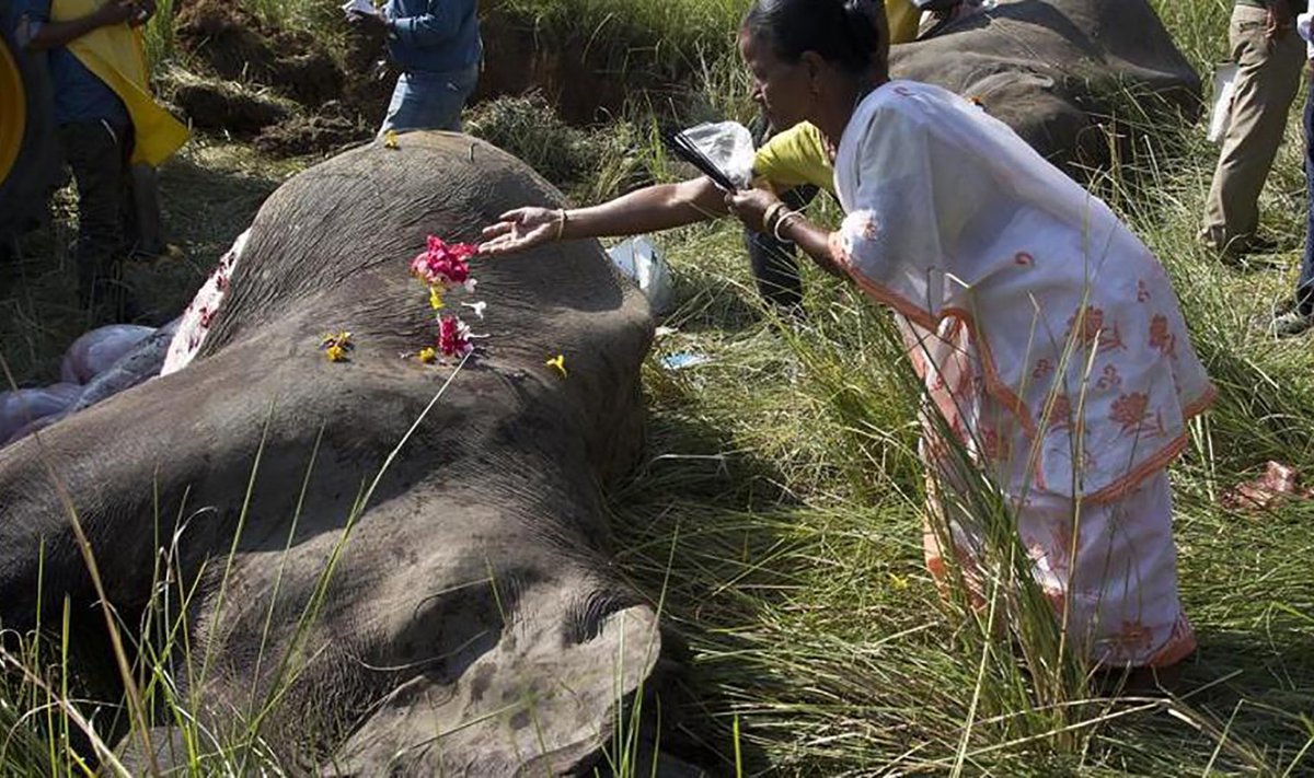 Naine mälestab samas piirkonnas hukka saanud elevanti.