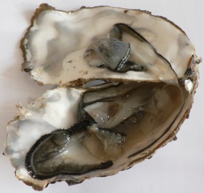 Auster söömiseks avatud (Foto: Wikimedia Commons / David Monniaux)