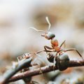 FOTO | Nõrganärvilistele ei soovita: sipelga näo lähivaade tõstab karvad ihul püsti