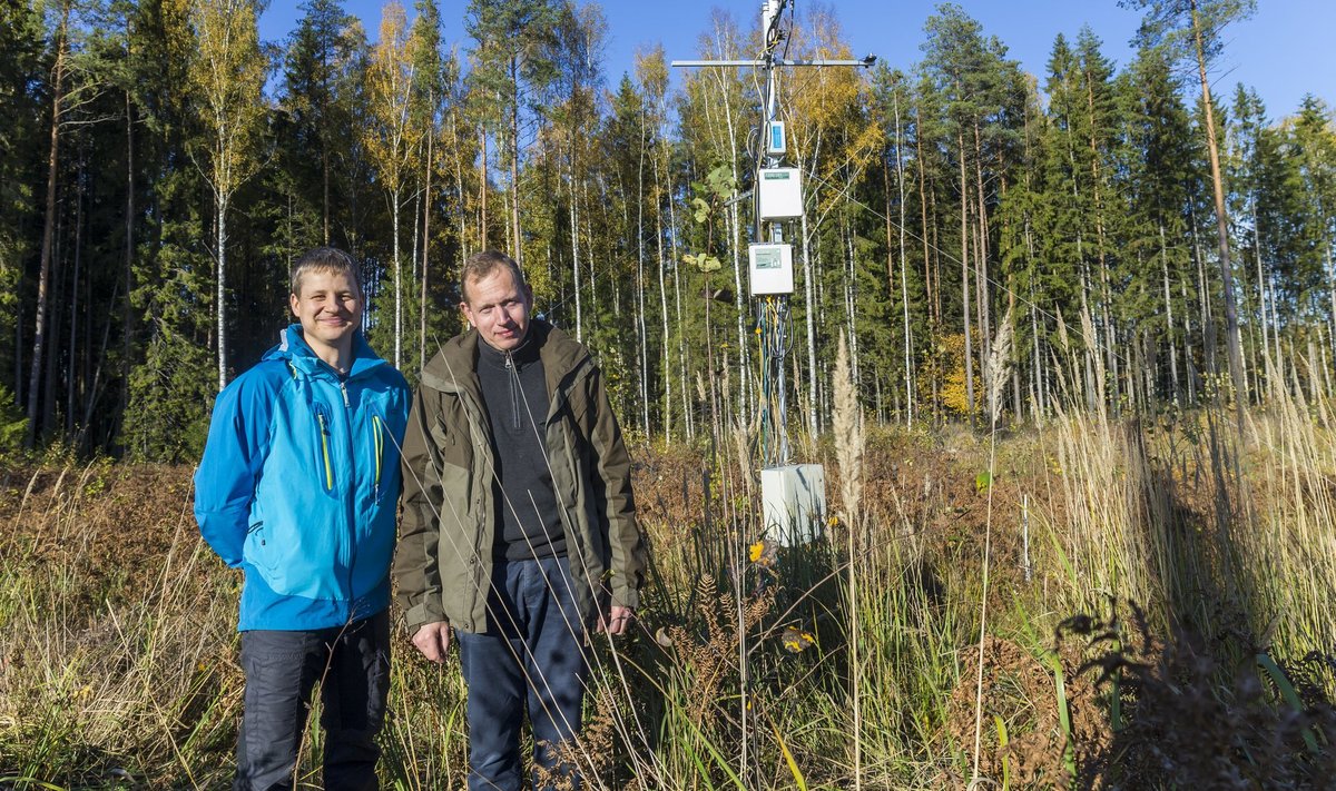 Maaülikooli professor Veiko Uri (paremal) on koos vanemteadur Jürgen Aosaarega uurinud, kuidas meie metsad süsinikuringes käituvad, et oskaksime neid majandada nii, et nad hakkaks paremini süsinikku siduma.&nbsp;