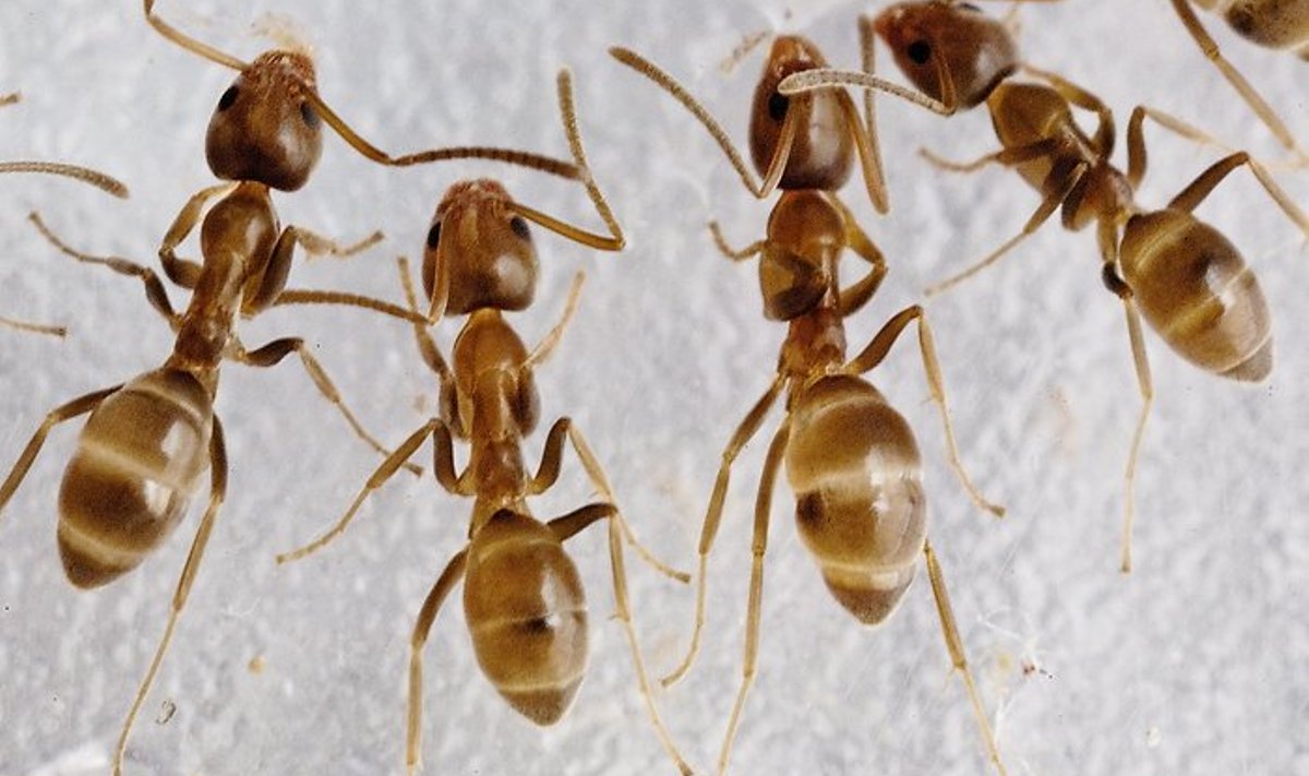 Sipelgatel kujuneb ühiselulisus ja altruism välja ka siis, kui nad omavahel suguluses ei ole