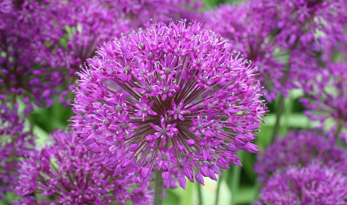 Lauk Allium hollandicum 'Purple surprise'.