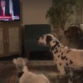 VIDEO | Nalja nabani: Donald Trumpil piisab öelda vaid üks sõna ja koerad juba kuuletuvad