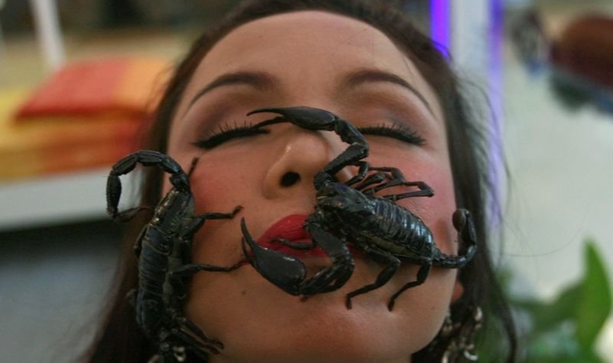 Thailand's 'Scorpion Queen' Kanchana Kaetkaew, 38, poses with scorpions inside a glass room at the Ripley's Believe It or Not museum in Pattaya, January 24, 2009. Kanchana set a new 33 day record for the longest stay with 5,000 live adult scorpions from December 22, 2008 to January 24, 2009.  REUTERS/Sukree Sukplang (THAILAND)