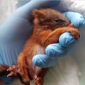 Mitu päeva inimeste hoole all vale toitumise käes kannatanud oravapoeg on tänaseks kriitilises seisundis