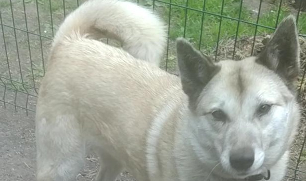 Kodu otsiv laika