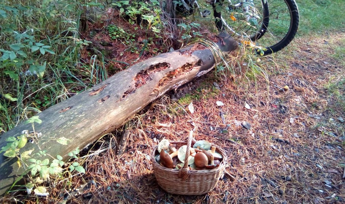 Loo autori augustilõpu seenelkäik Aegviidu ümbruse metsadesse tõi korvi põhiliselt võipuravikke.