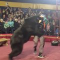 ВИДЕО | В Карелии медведь напал на дрессировщика на глазах у зрителей