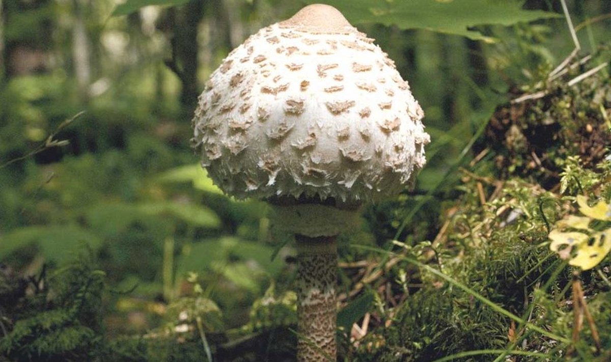 Päris noore seene kübar on munaja kujuga, veidi kasvades muutub kellukesekujuliseks.