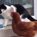 VIDEO | Kõht tühi? Ablas kana ei hoia end tagasi ja kui vaja, näitab kassilegi koha kätte