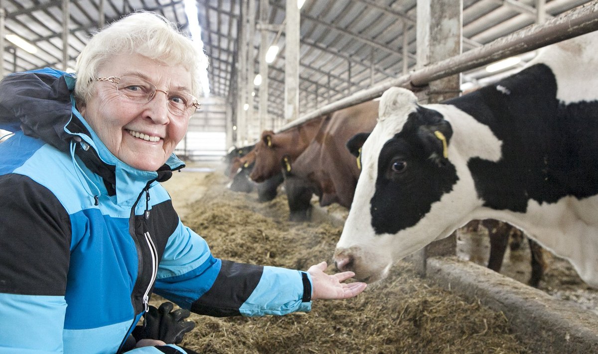 Maie Mölder: "Rõõmu teeb, et noored, kes on farmi tööle tulnud, saavad väga hästi hakkama. Neil on uusi ideid. Vahel käin ise ka farmis oma endisi loomi vaatamas. Tunnevad ära küll, lehmadel on väga hea mälu."