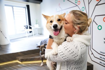 Varsti kaheaastaseks saav corgi Vinny on üks peamistest kontorikoertest. Tema on majas peremees.