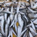 Hiina ametnikud jäid Eesti kalakäitlemisettevõtetega rahule