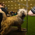 FOTOD | Tallinna näitusel näitasid oma ilu ja võimekust tuhanded koerad