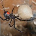 Isased mustad lesed harrastavad sugulist kannibalismi sarnaselt emastele