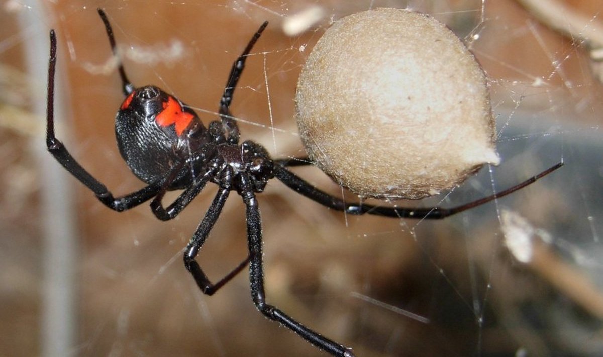 Must lesk (Latrodectus mactans). Foto:Chuck Evans