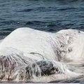 VIDEO: Filipiinide rannalt leiti kuue meetri pikkune müstiline “karvane koletis”