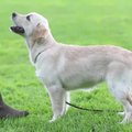 VIDEO: Kutsika koolitamise alustalad. Kuidas õpetada koerale kodus kerge vaevaga selgeks lihtsad põhikäsud?