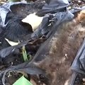 VIDEO | Austraalias potsatavad kuumalaine tõttu puudelt alla surnud nahkhiired