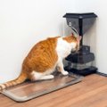 VIDEO: Nutikas toidunõu lahendab kassile õige toidukoguse määramise küsimuse